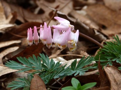 Dutchman's Breeches
either fresh or nearly gone