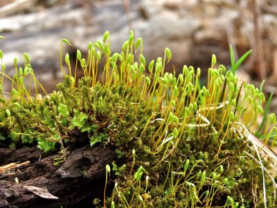 Moss Sporophytes