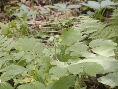 unripe Blue Cohosh berries