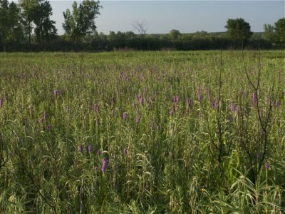 Prairie Blazing Star