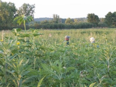 Last visitors wade through the tall prairie vegetations.