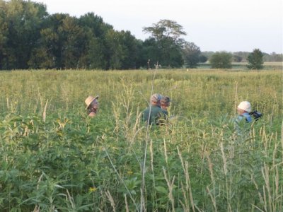 Last visitors wade through the tall prairie vegetations.