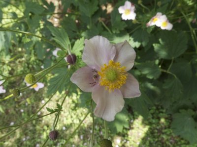 Northern Crab Spider