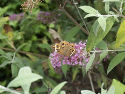 Common Buckeye