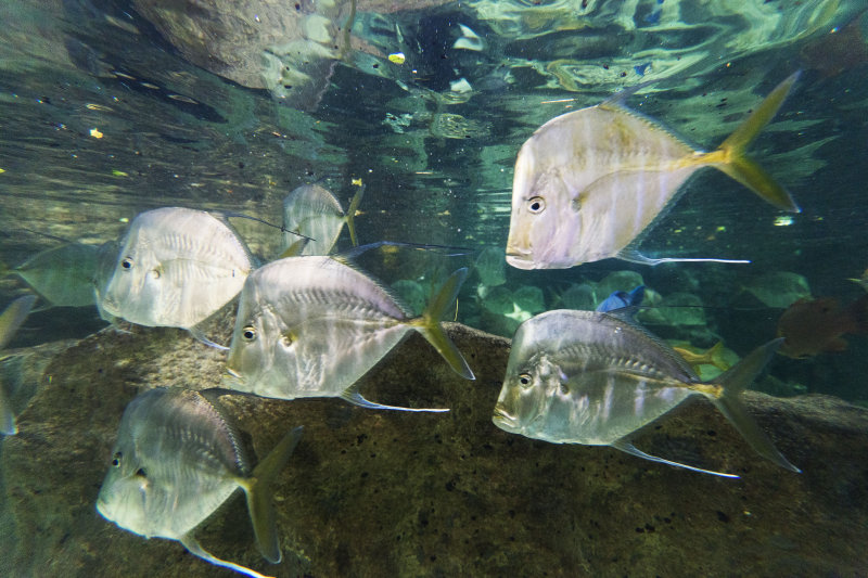 dallas world aquarium and zoological garden
