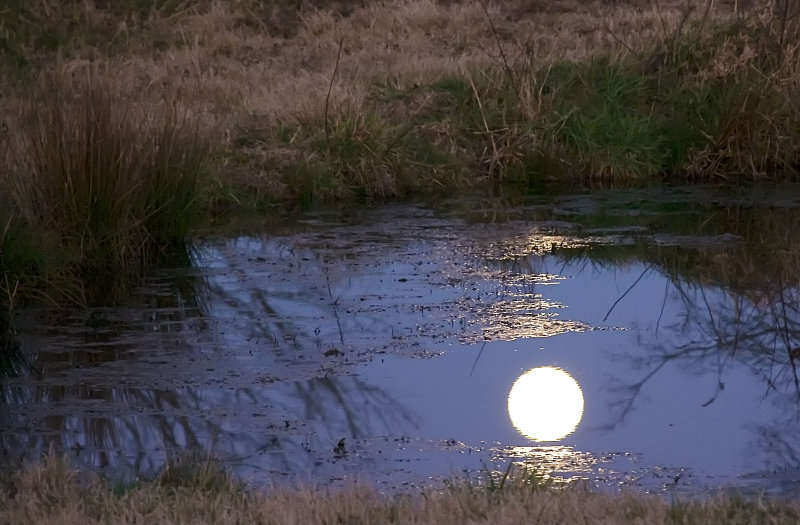moons reflection in pond, walker family farm, oklahoma