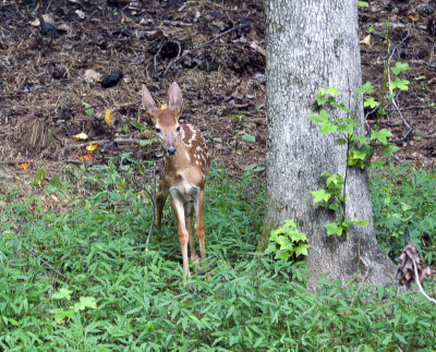 deer