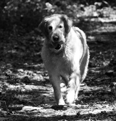 Maximus At The Chattahoochee - August, 2011