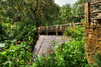 el yunque rain forest, puerto rico