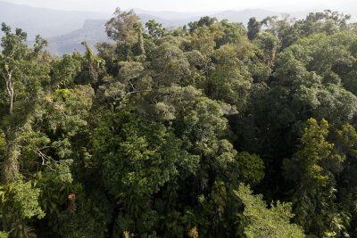 Kurranda Rain Forest