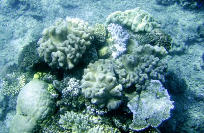 the great barrier reef