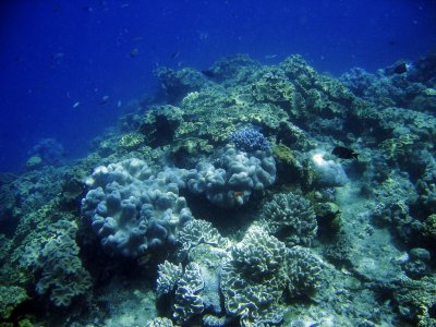 the great barrier reef