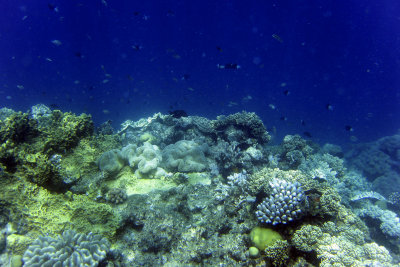 the great barrier reef