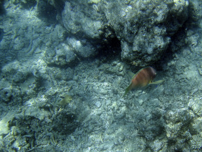 the great barrier reef