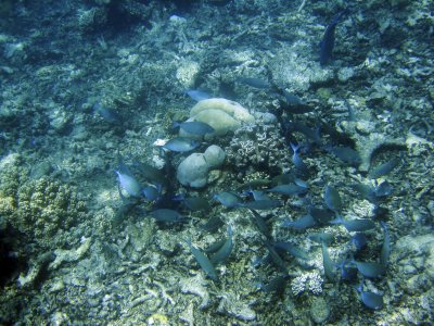 the great barrier reef