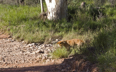 wild dingo - serpentine gorge