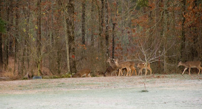 deer, walker family farm, oklahoma, 2007
