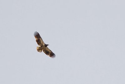 golden eagle, colorado river, buchanan, texas