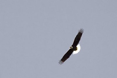 bald eagle, colorado river, buchanan, texas