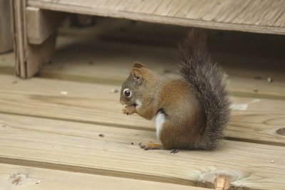 Brown squirrel