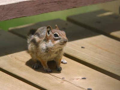 Chipmunk3