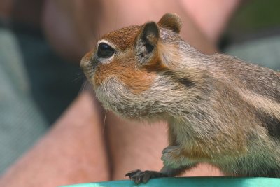 Chipmunk2