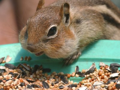 Chipmunk