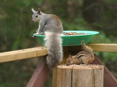 Squirrels