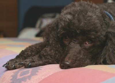 Pet Pictures