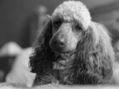 Pet Pictures