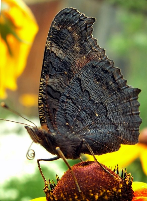 black queen