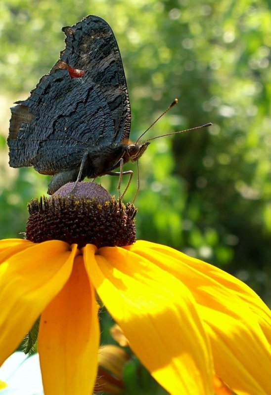 butterfly