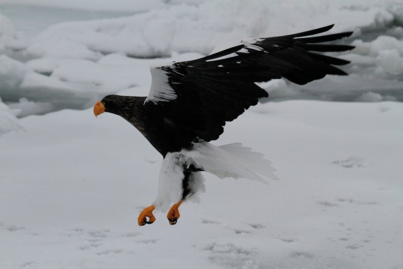 Steller Sea Eagle