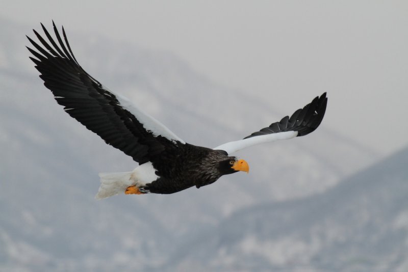 Steller Sea Eagle