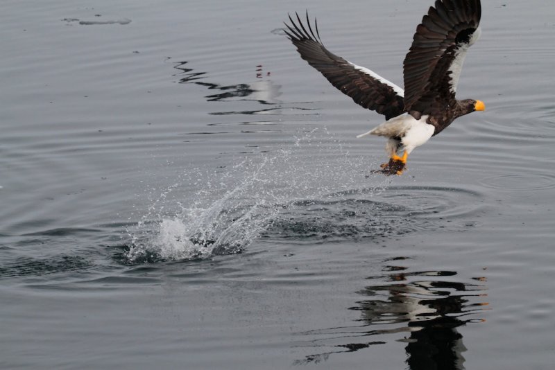 Steller Sea Eagle