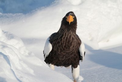 Steller Sea Eagle