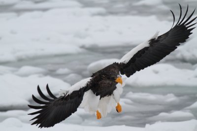 Steller Sea Eagle,