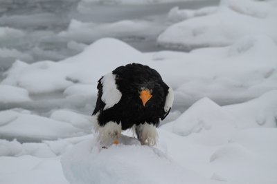 Steller Sea Eagle