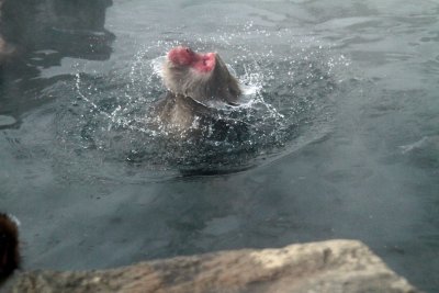 Snow Monkey, Japan