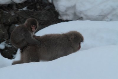 20110131 _MG_7242.jpg