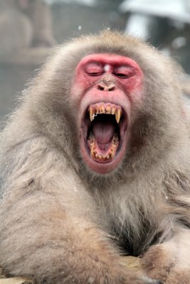 Snow Monkey, Japan