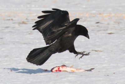 Crow channelling his inner eagle