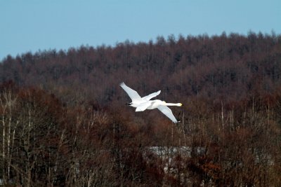 Swans