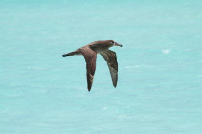 Black-footed Albatross