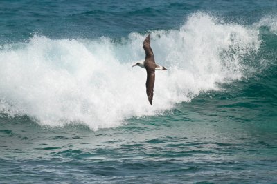 Laysan Albatross surfing a wave, Midway Island