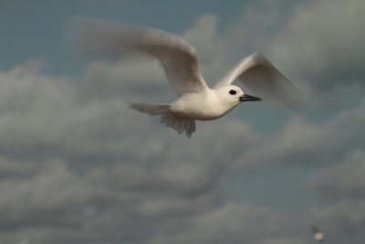 White tern, Midway Island