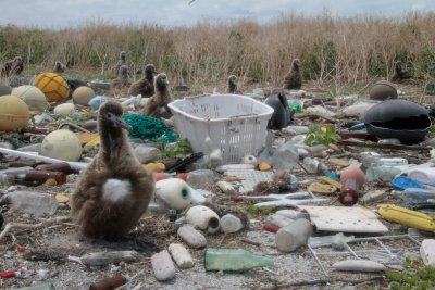 Ocean garbage that can end up in bird's stomach