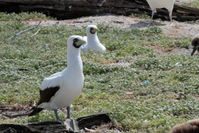 Masked Booby