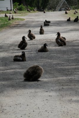 Common road hazzard