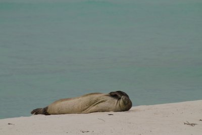 Monk Seal